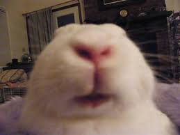 INDEPENDENT LEARNING STRATEGIES IN A DIGITAL ENVIRONMENT